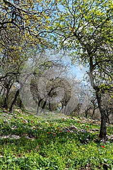 Woodland slope with lots of wildflowers including cyclamens, anemones and asphodels in Israel.