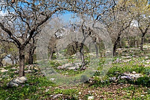 Woodland slope with lots of wildflowers including cyclamens, anemones and asphodels in Israel.