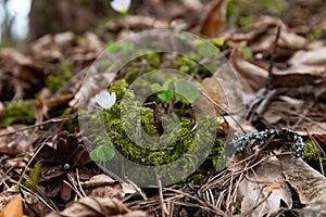 Woodland. A small white flower grew from leaves