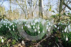 Woodland snowdrops in February.