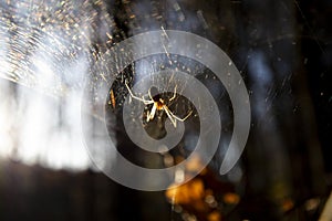 Woodland spider on web