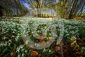 Woodland in Spring, carpeted with white snowdrop flowers