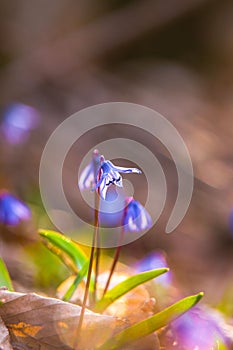 Woodland, spring flowers forest, but kmv,