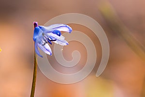 Woodland, spring flowers forest, but kmv,