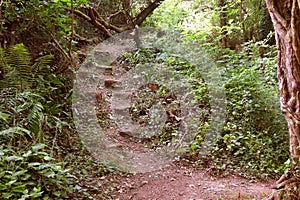 Woodland steps on a forest walk