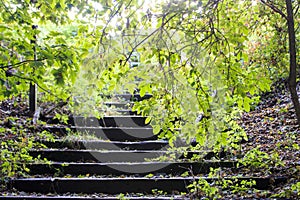 Woodland Steps