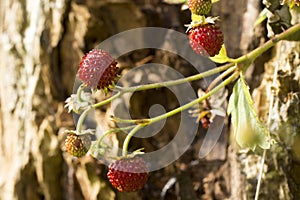 Woodland Straberry