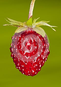 Woodland strawberry