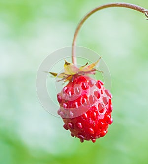 Woodland strawberry Fragaria vesca bright red fruit photo