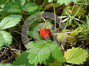 Woodland strawberry red fruit and leaves