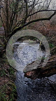 Woodland Stream running through a urban city Woodland