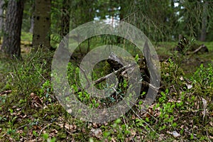 Woodland. Stump by surrounded by trees and grass