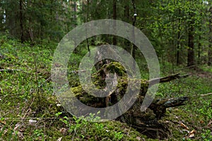 Woodland. Stump by surrounded by trees and grass