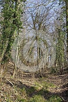 Woodland track, Brights Hill