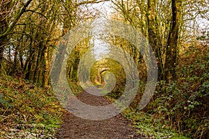 Woodland trail along the old Dumfries and Galloway Railway line, Scotland