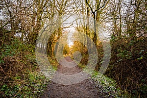 Woodland trail along the old Dumfries and Galloway Railway line, Scotland