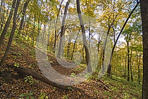 Woodland Trail in the Fall