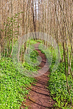 Woodland trail with flowering Wood anemone at spring