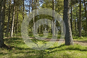 A woodland trail or footpath through the Forest at Crombie park on the outskirts of Dundee.