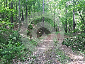 Woodland trail through forest