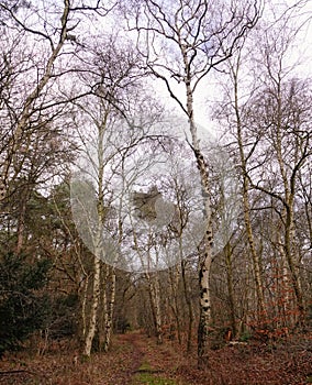 Woodland trail in January.