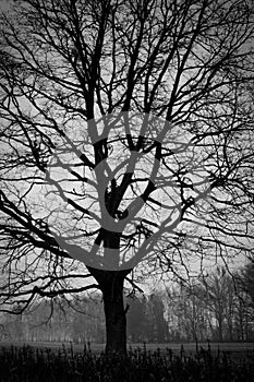Woodland - tree. B&W photography