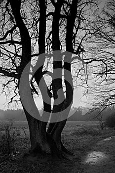 Woodland - tree. B&W photography