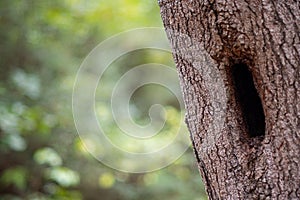 Woodland Tree Hollow Close Up with Soft Focus Background