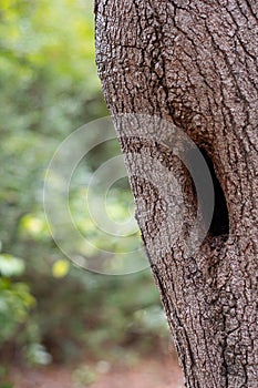 Woodland Tree with Hollow and Green Foliage Background