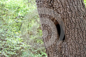 Woodland Tree with Hollowed Trunk