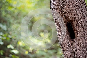 Woodland Tree, Textured Bark and Hollow with Soft Focus Background