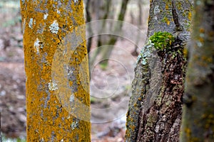 Woodland Tree Trunks, Orange Moss, Lichen and Textured Bark