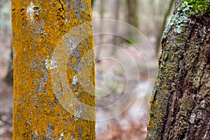 Woodland Tree Trunks with Textured Mosses Background