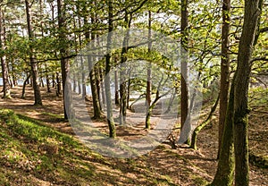 Woodland trees in dappled autumn sunlight