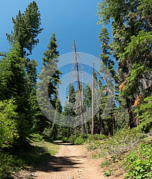 Woodland Trees over Hiking Trail in Mountains