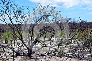 Woodland understory regenerating after a bushfire