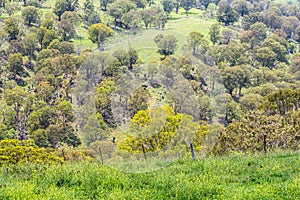 Woodland, Upper Hunter Valley, NSW, Australia