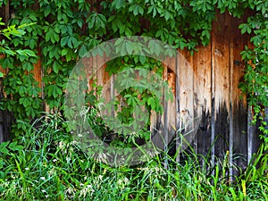 Woodland vine covering weathered wood building