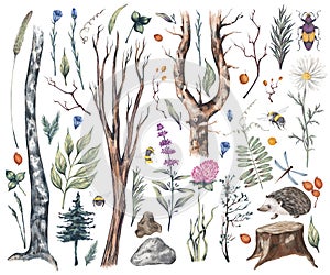 Woodland vintage style design elements. Watercolor hand drawn rural forest set with illustration of natural green trees