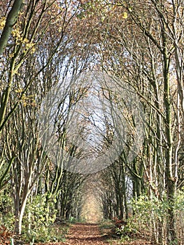 Woodland walk in Autumn