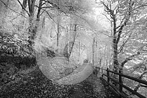 Woodland Walk black and white photograph