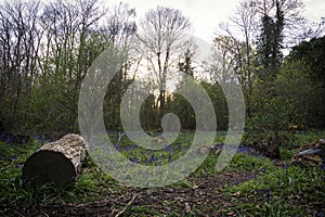 Woodland walk - bluebell wood