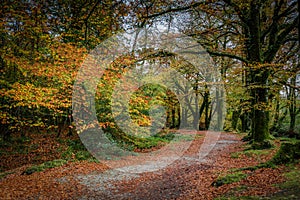 Woodland Walk, Golitha Falls, Cornwall