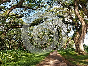 Woodland walk past giant trees with huge trunks, branches. Traveling on summer vacation in Jawa island, Indonesia