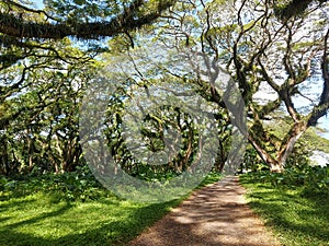 Woodland walk past giant trees with huge trunks, branches. Traveling on summer vacation in Jawa island, Indonesia