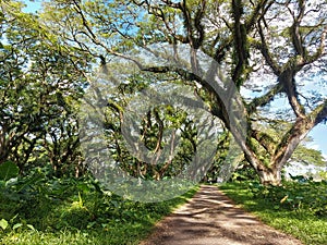 Woodland walk past giant trees with huge trunks, branches. Traveling on summer vacation in Jawa island, Indonesia