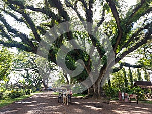 Woodland walk past giant trees with huge trunks, branches. Traveling on summer vacation in Jawa island, Indonesia