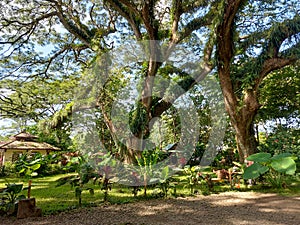 Woodland walk past giant trees with huge trunks, branches. Traveling on summer vacation in Jawa island, Indonesia