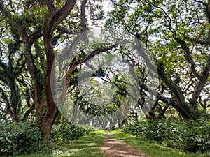 Woodland walk past giant trees with huge trunks, branches. Traveling on summer vacation in Jawa island, Indonesia