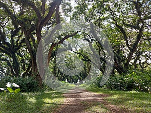 Woodland walk past giant trees with huge trunks, branches. Traveling on summer vacation in Jawa island, Indonesia